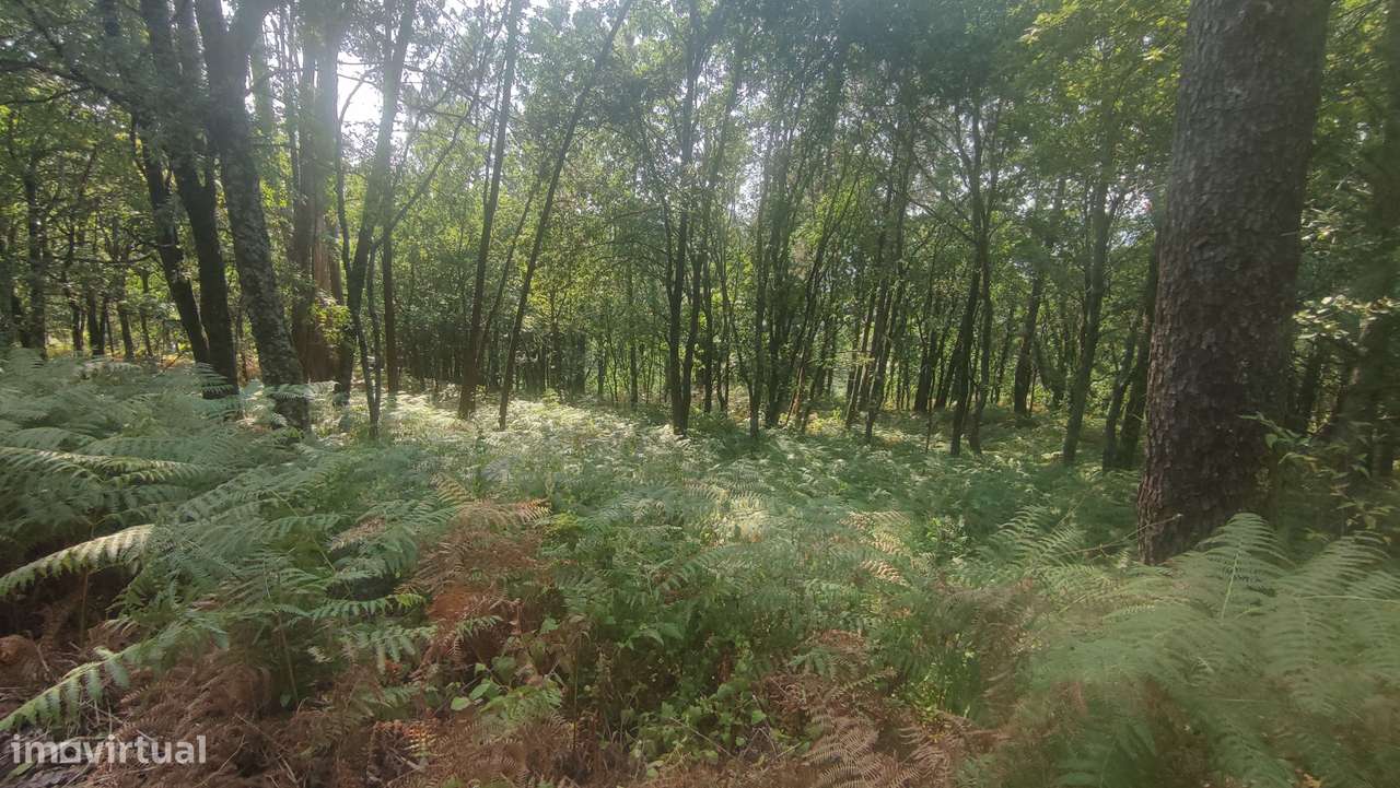 Terreno em Fiscal, Amares-6