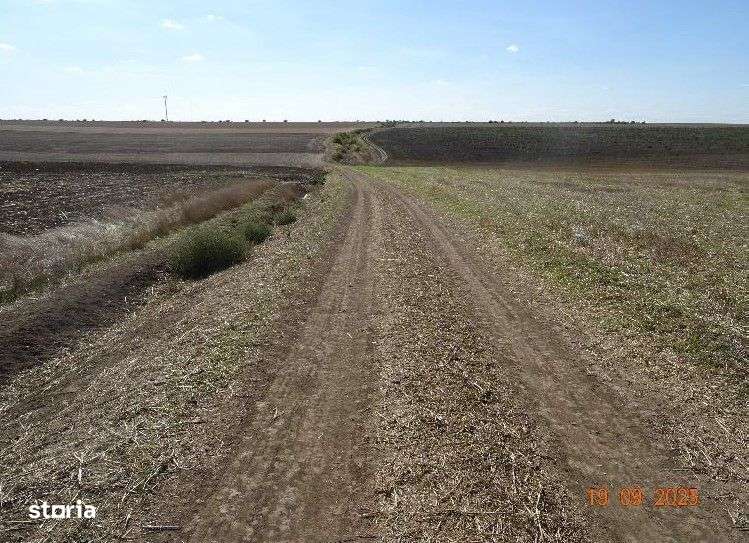 Teren extravilna Cota parte 1/16, CObadin, ID: R2782865 - Imagine principală: 3/9