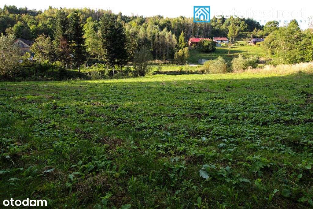 Nieruchomość w zielonym otoczeniu - Drohobyczka - Pełny obrazek: 4/7