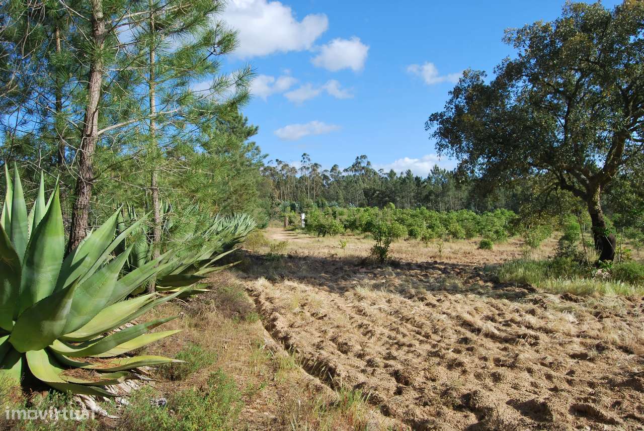 Terreno rústico 28200m2 em Vale do Junco, Chamusca, Golegã-5