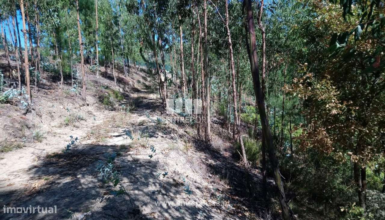 Venda Terreno, Gove, Baião - Grande imagem: 4/15