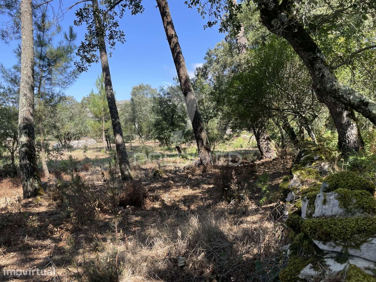 Terreno para construção no Moimento, Fátima - Grande imagem: 3/10