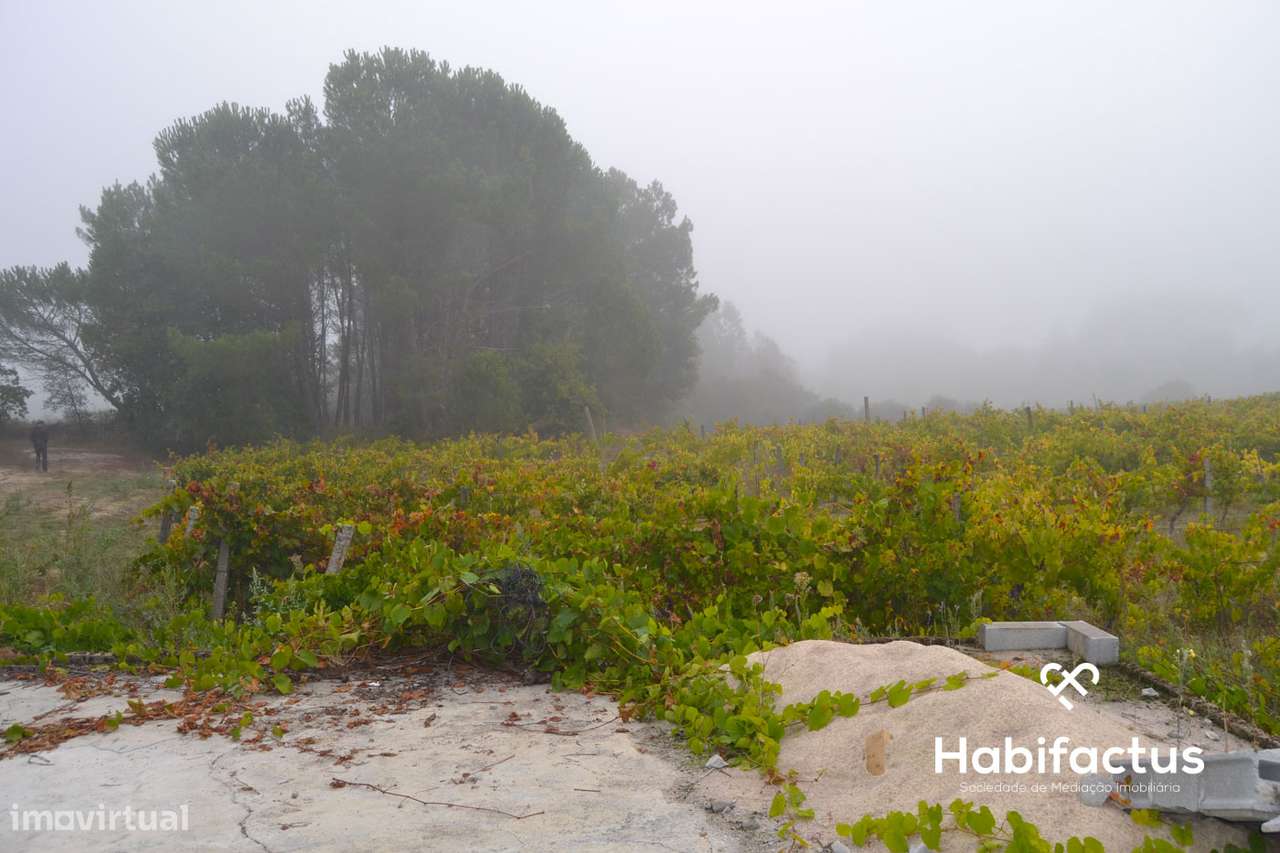 Terreno Rústico  Venda em Carvalhal Redondo e Aguieira,Nelas - Grande imagem: 4/5