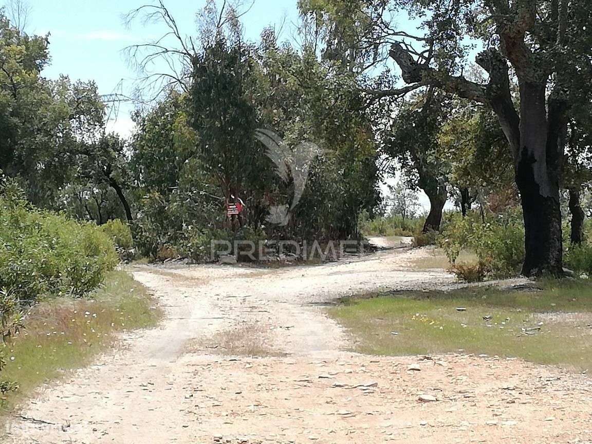 Terreno Rústico em Montalvão - Grande imagem: 5/5
