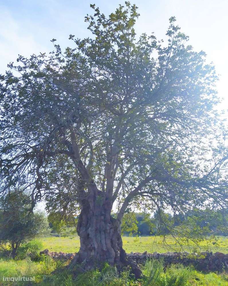 Quinta C/ 6000M2 S. Bartolomeu de Messines - Grande imagem: 5/5