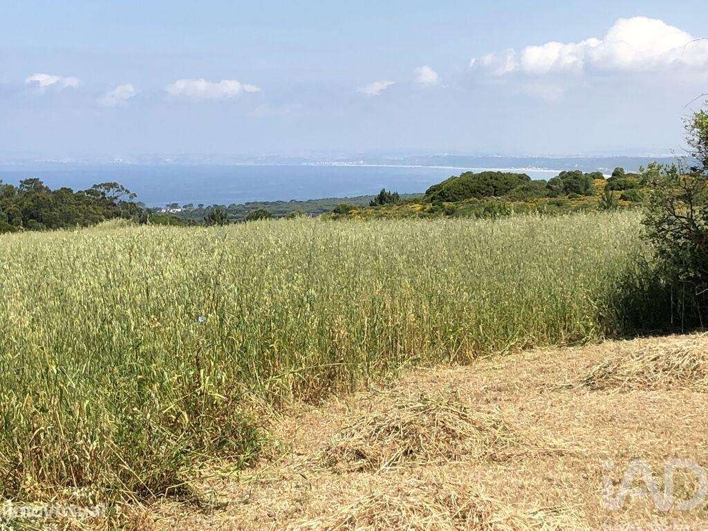 Terreno Agrícola em Sesimbra (Castelo) - Grande imagem: 2/18