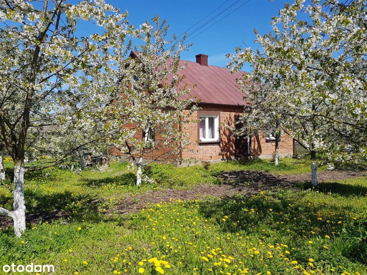 Okazja! DOM Siedlisko Budynki Gosp SAD Staw ok 1h - Pełny obrazek: 4/16