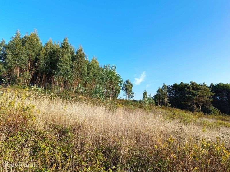 Terreno agrícola e eucaliptal - Grande imagem: 4/8