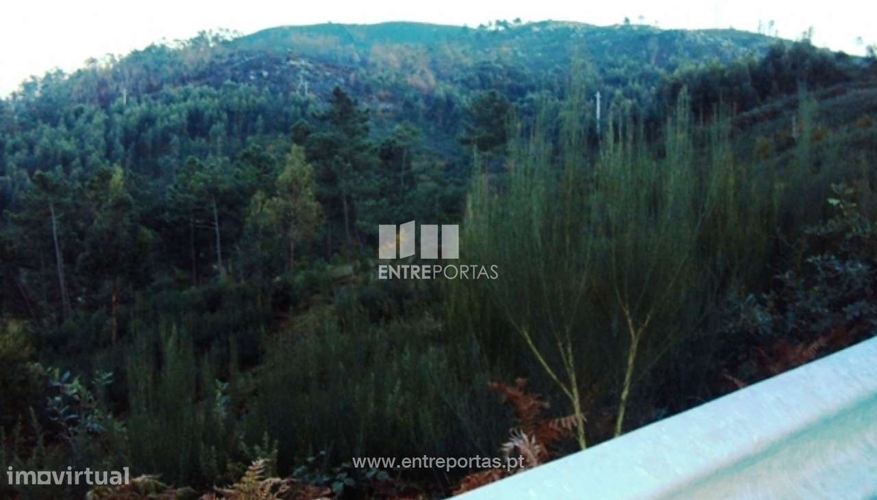 Venda Terreno, Tarouquela, Cinfães - Grande imagem: 5/6