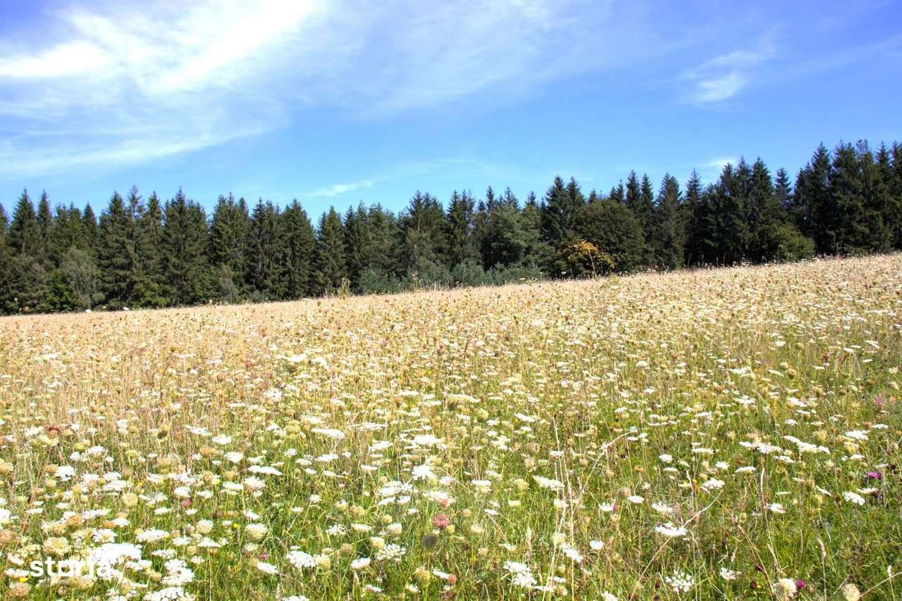 Ocazie rară 12 hectare teren extravilan,pășune sub prețul pieței-5