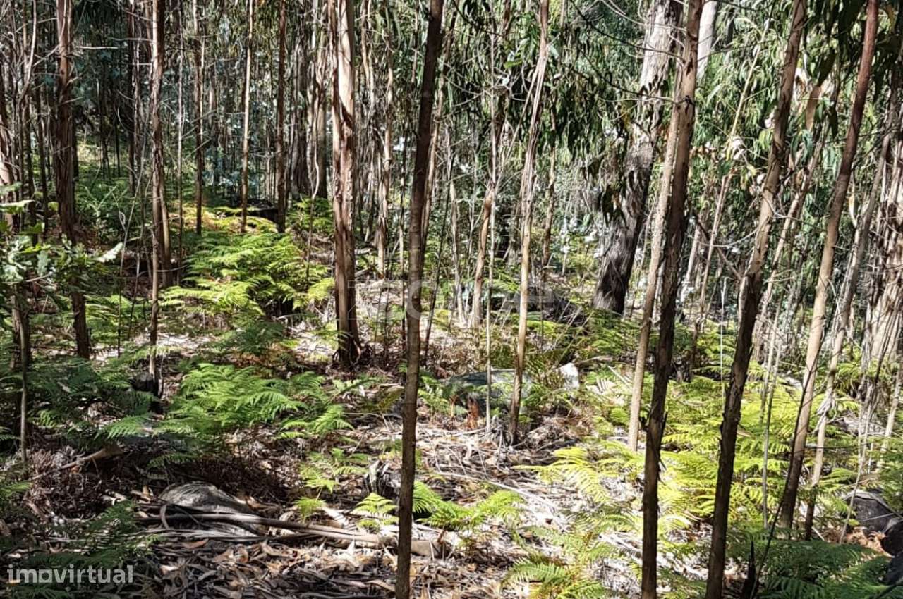 Terreno rústico - Grande imagem: 3/6