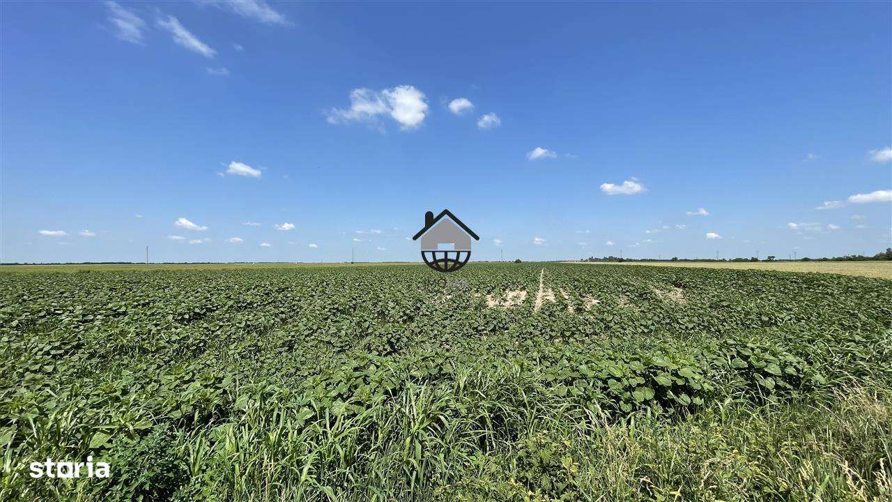 Teren Intravilan 5ha in Sag, DJ593, Centura Sud - Imagine principală: 3/3