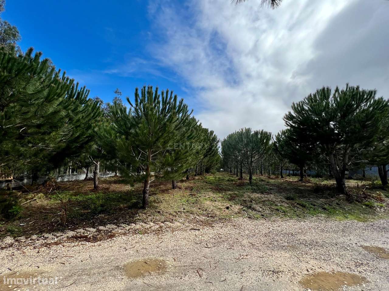 Terreno com Viabilidade de Construção, Monte Real - Grande imagem: 3/21