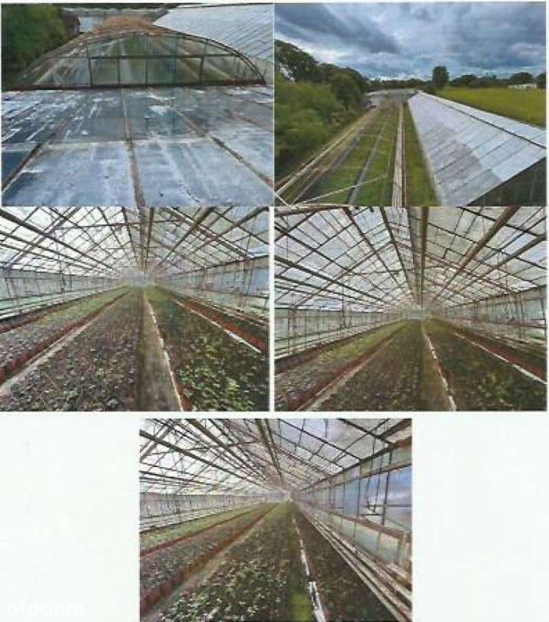 Dom działka szklarnia Święciechowa Leszno LICYTACJA-7