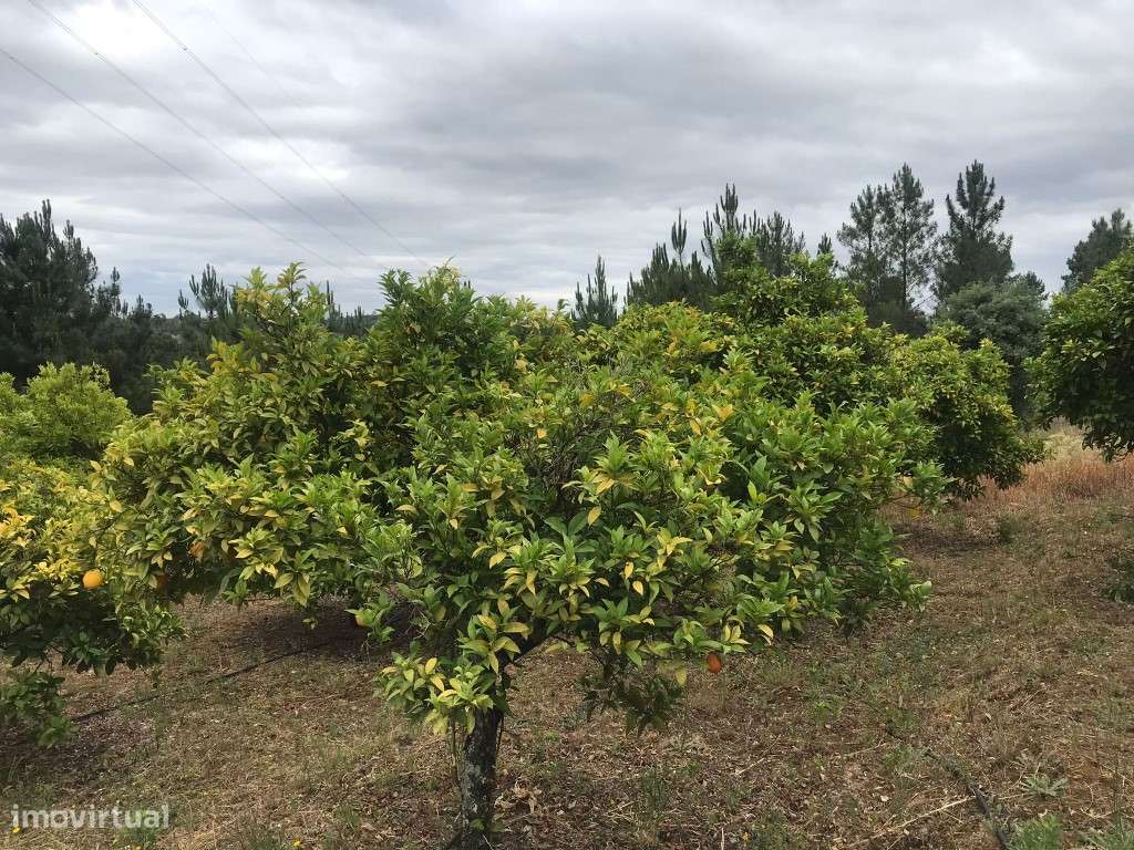 Quinta com casinha na Chancelaria, Torres Novas-21