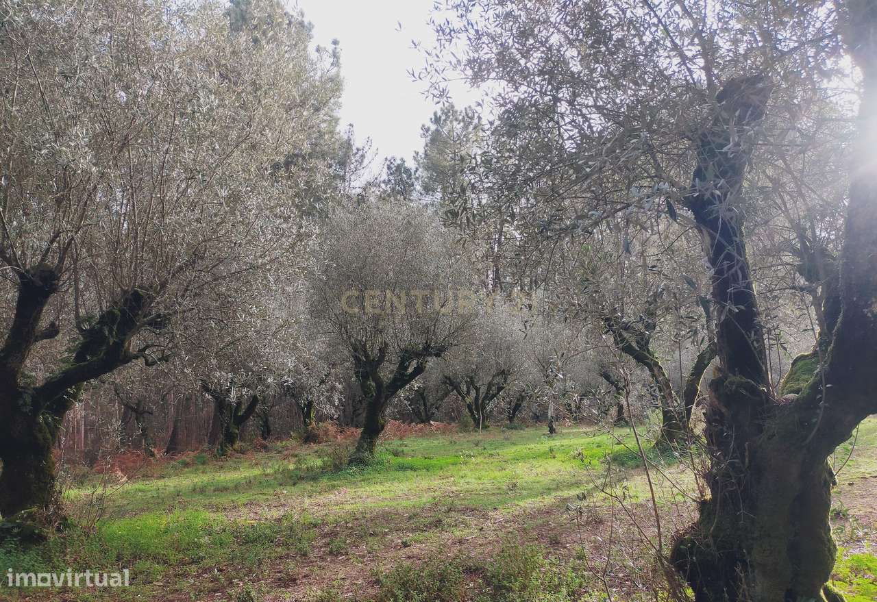 Terreno Rústico com Oliveiras, Leiria - Grande imagem: 2/12
