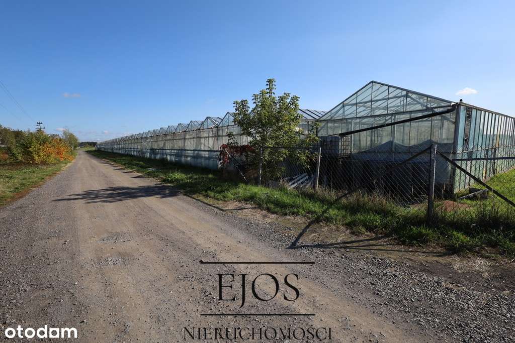 Gospodarstwo z domem  i szklarniami - Pełny obrazek: 5/11