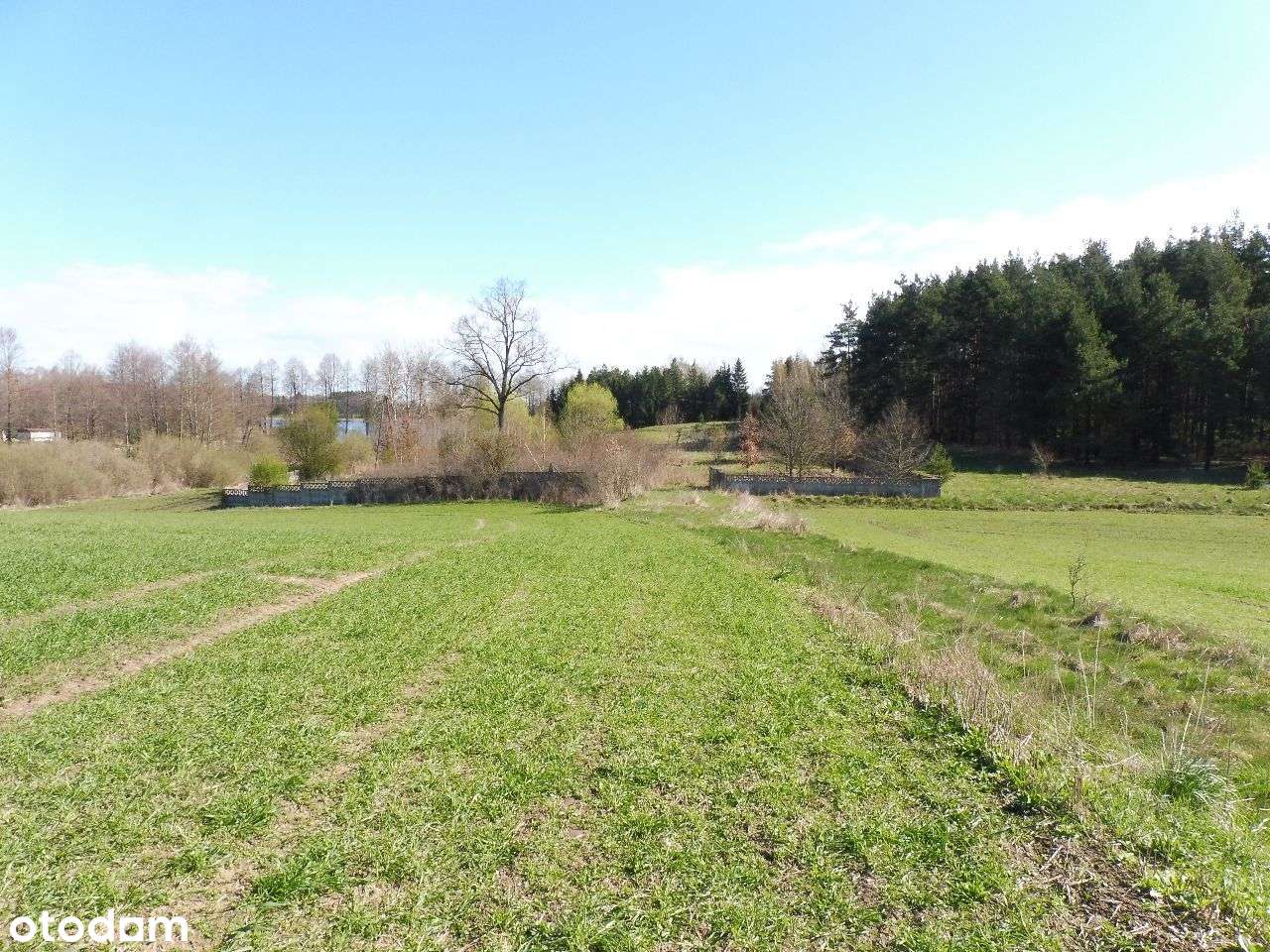 Sprzedam działkę blisko jeziora i lasu .Prawdziwe naturalne Mazury. - Pełny obrazek: 4/9