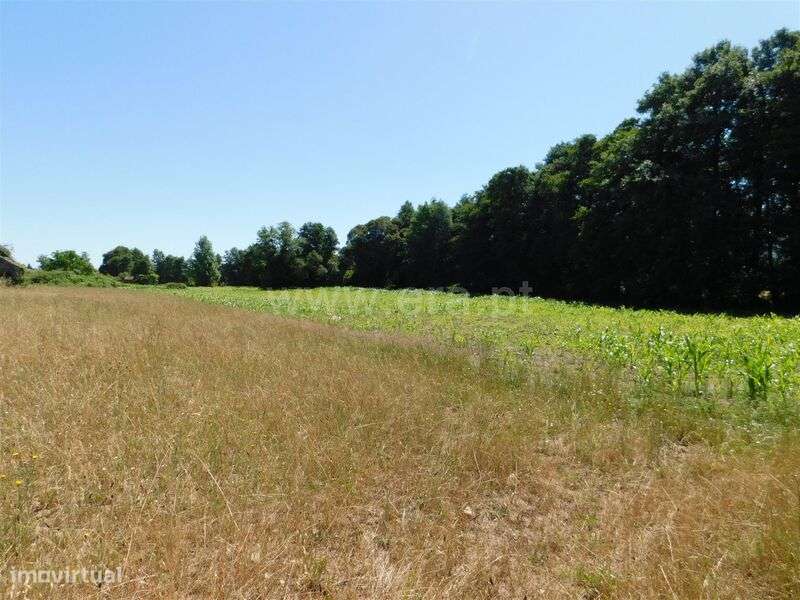 Terreno com ruina / Seia, Pinhanços - Grande imagem: 3/16