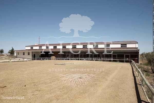 Herdade e Coudelaria Puro Sangue Lusitano - Grande imagem: 4/13