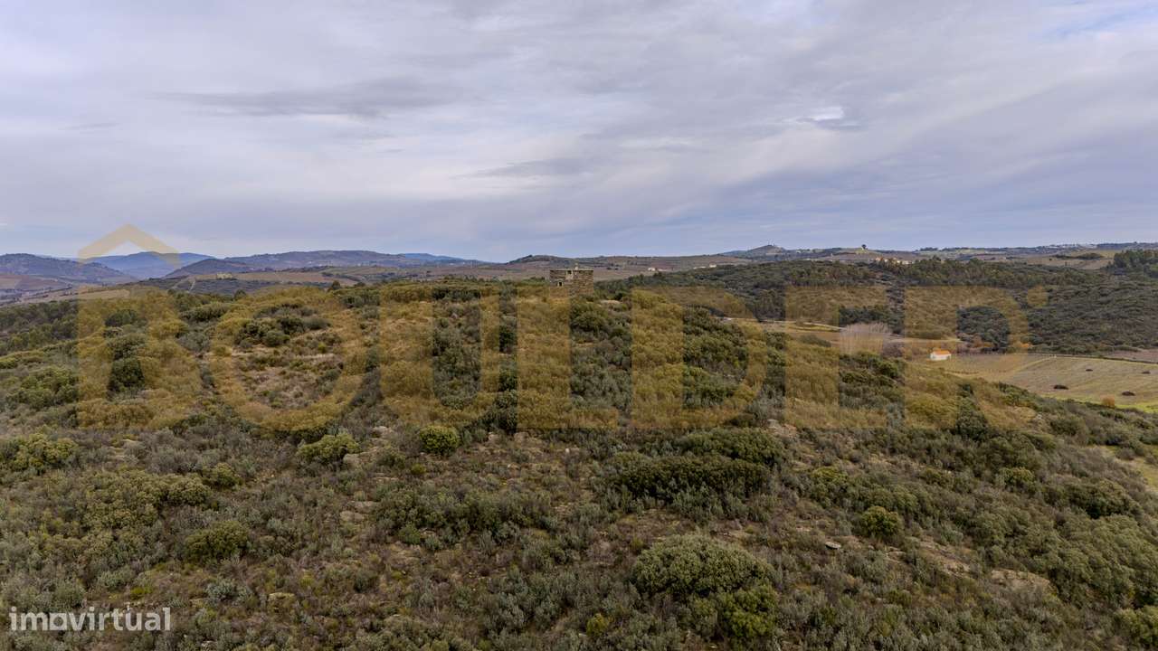 Quinta do Arieiro - Cedovim | Vila Nova de Foz Côa | Douro Superior-23