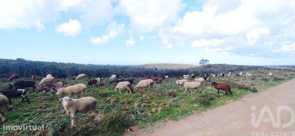 Terreno T1 em Vila do Bispo e Raposeira de 715460,00 m2 - Grande imagem: 4/11