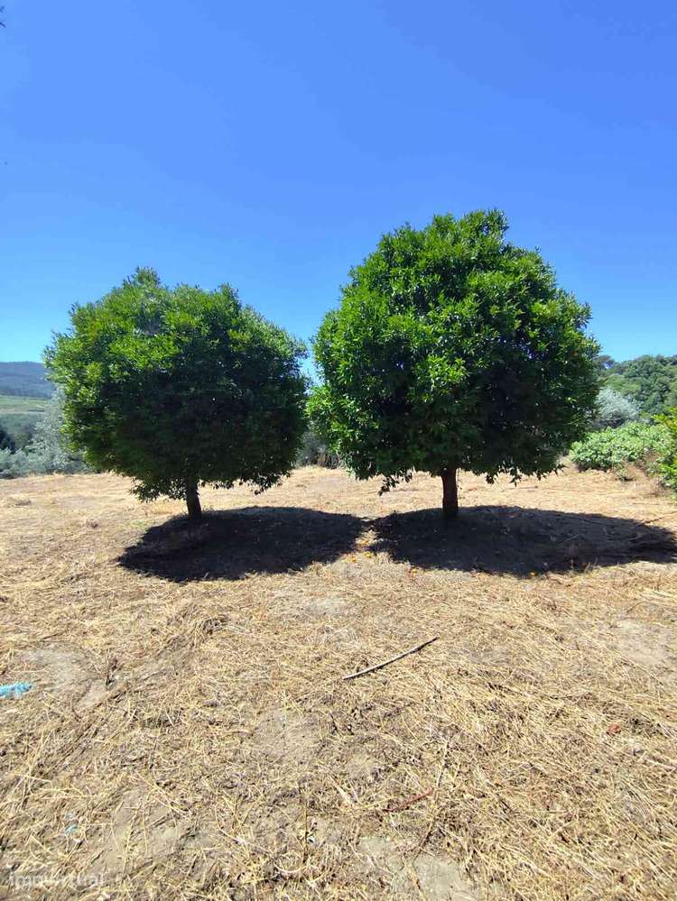 OPORTUNIDADE EM VISEU - Grande imagem: 4/11