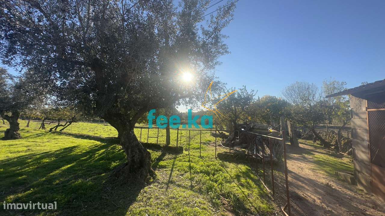 Quinta em Escalos de Baixo-8