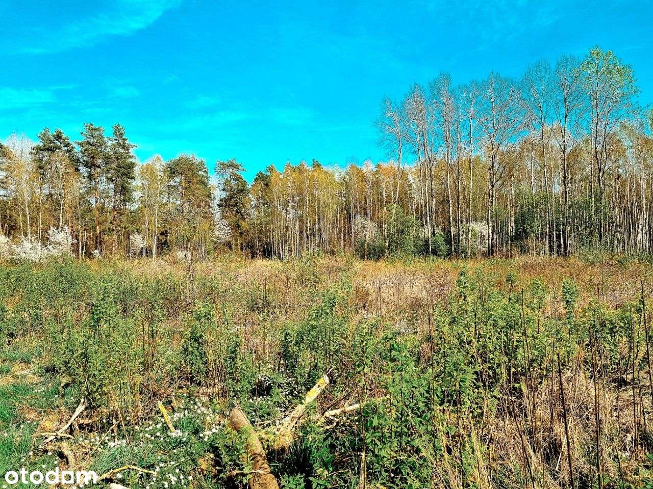 Działka siedliskowa w Zabłudowie. - Pełny obrazek: 4/8