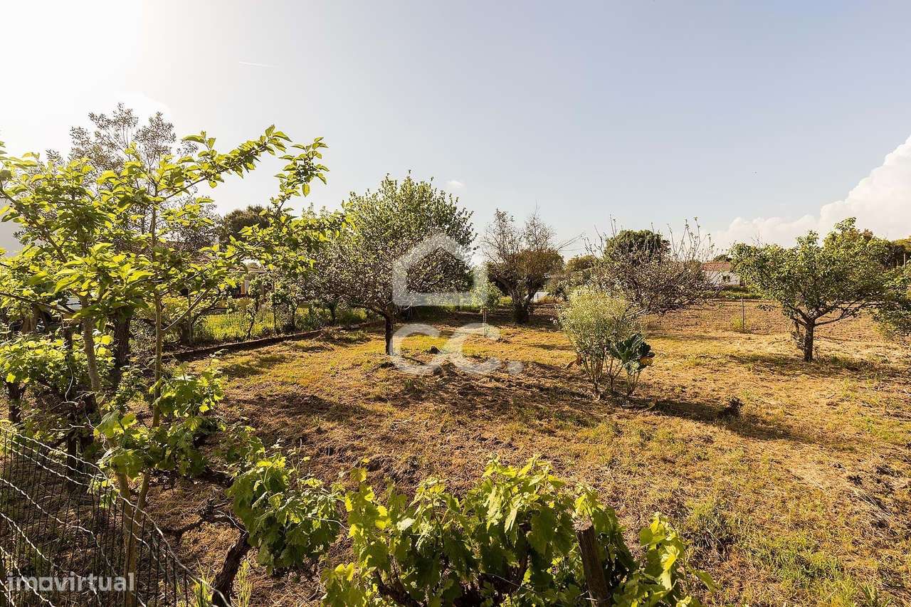 Quinta de 9250m2 c/ Moradia T4 térrea, anexo e armazém | Azaruja-41