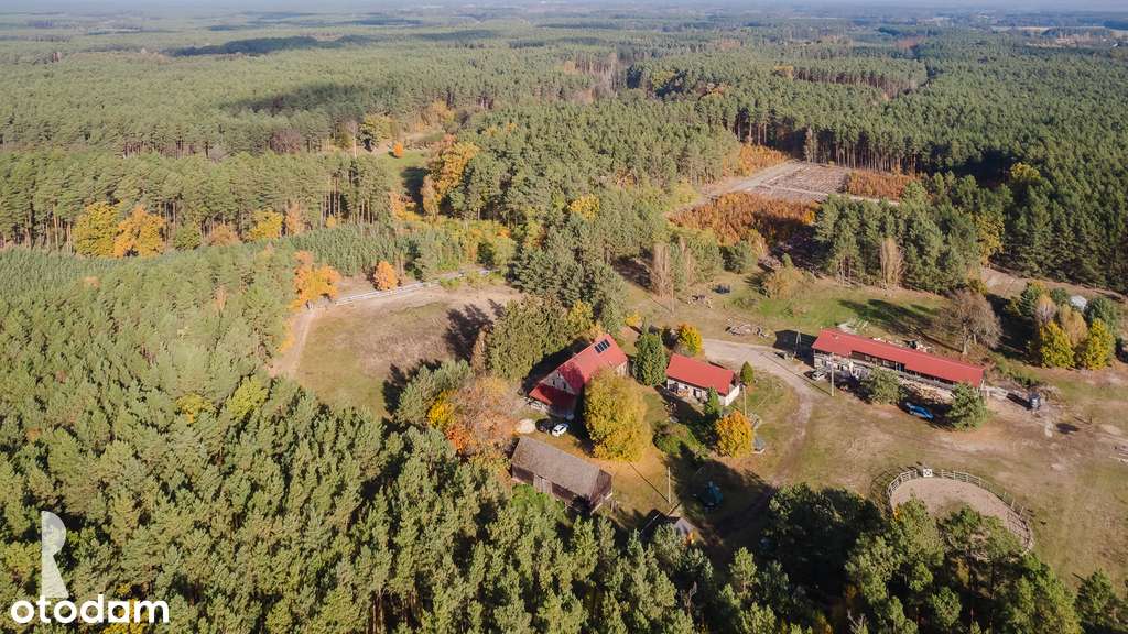 Dom w lesie z gospodarstwem k. Nowego Tomyśla - Pełny obrazek: 5/20