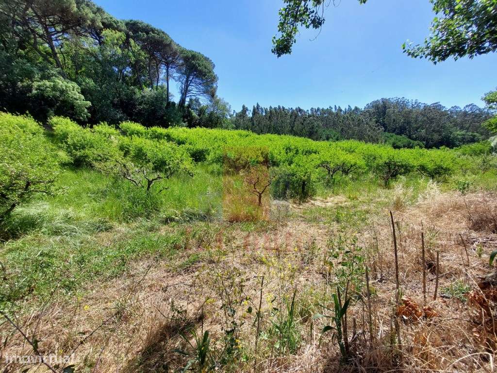 Terreno Rústico com 5.900 m² junto ao Rio Arnóia-14