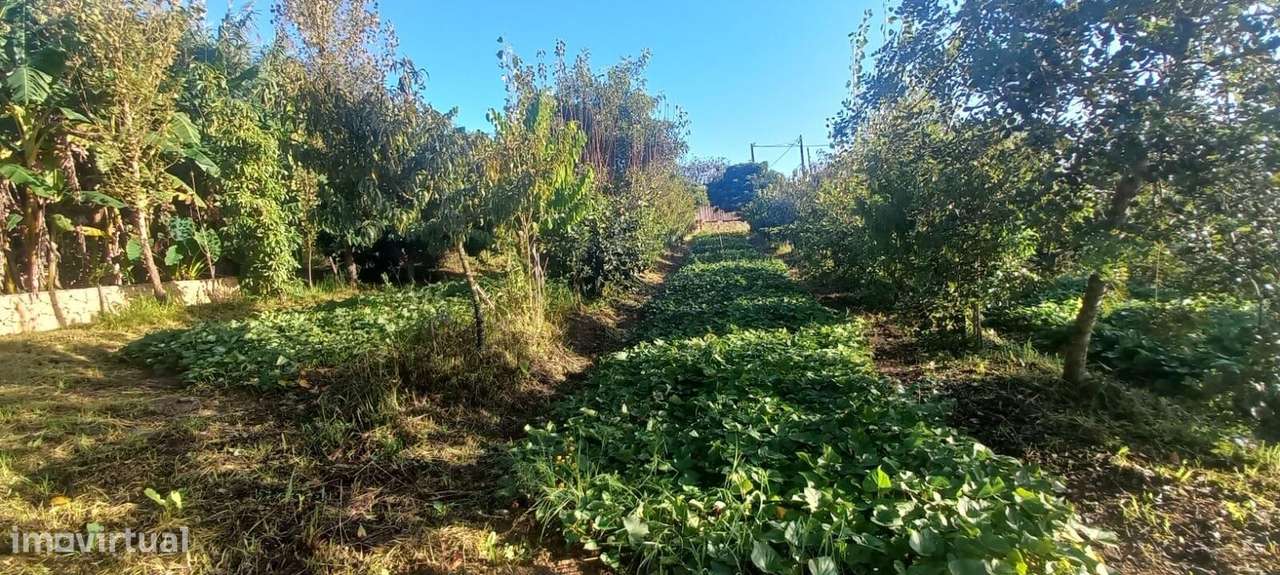 Terreno com Projeto Vivo de Permacultura e Potencial de Construção | P-18