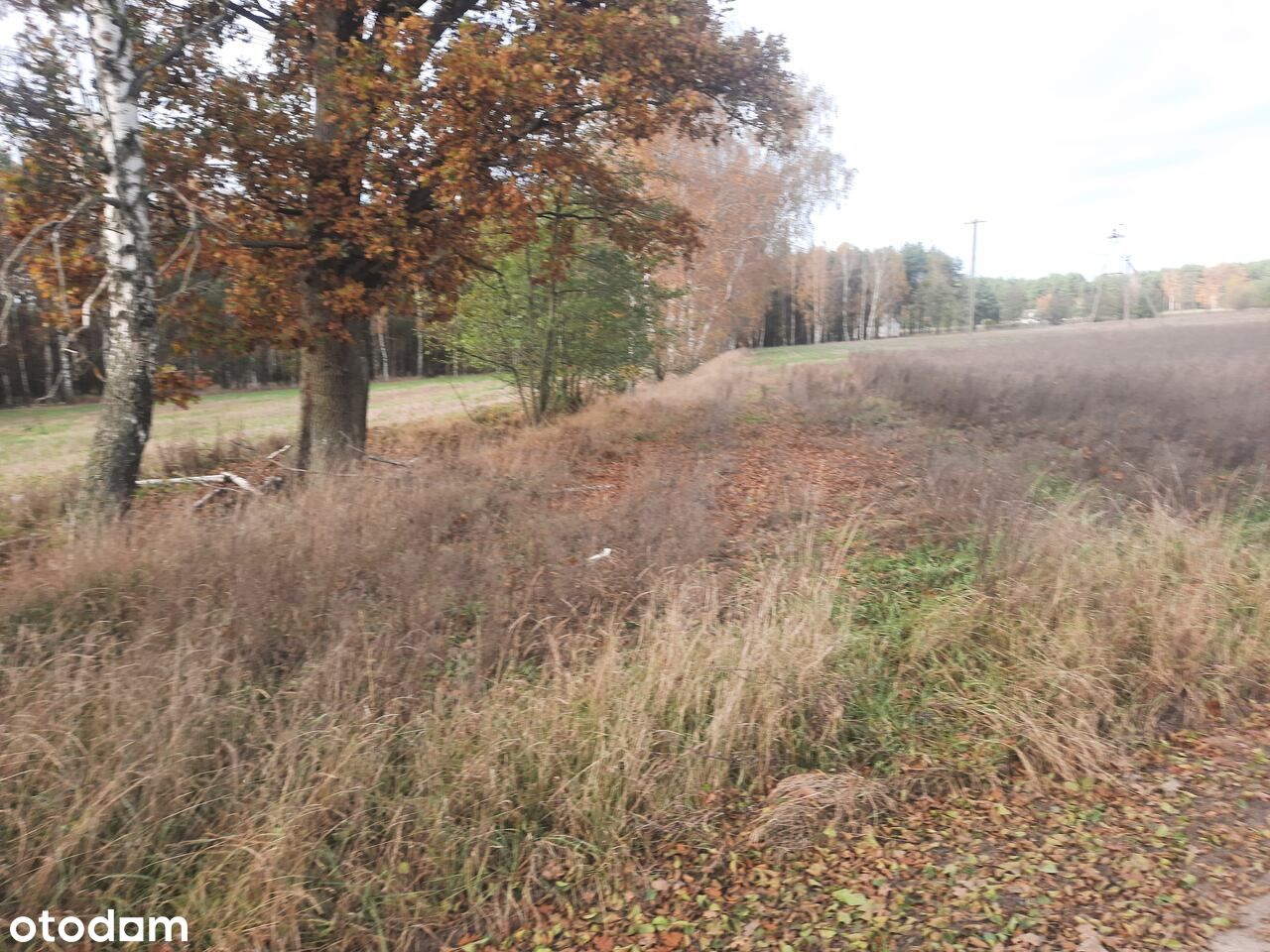 Piękne tereny lasów grzybowych 80km od Poznania