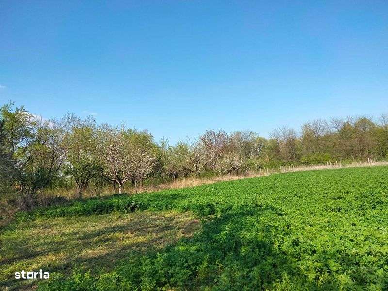 Casa cu 4500 mp teren in Prisacani - Imagine principală: 4/6