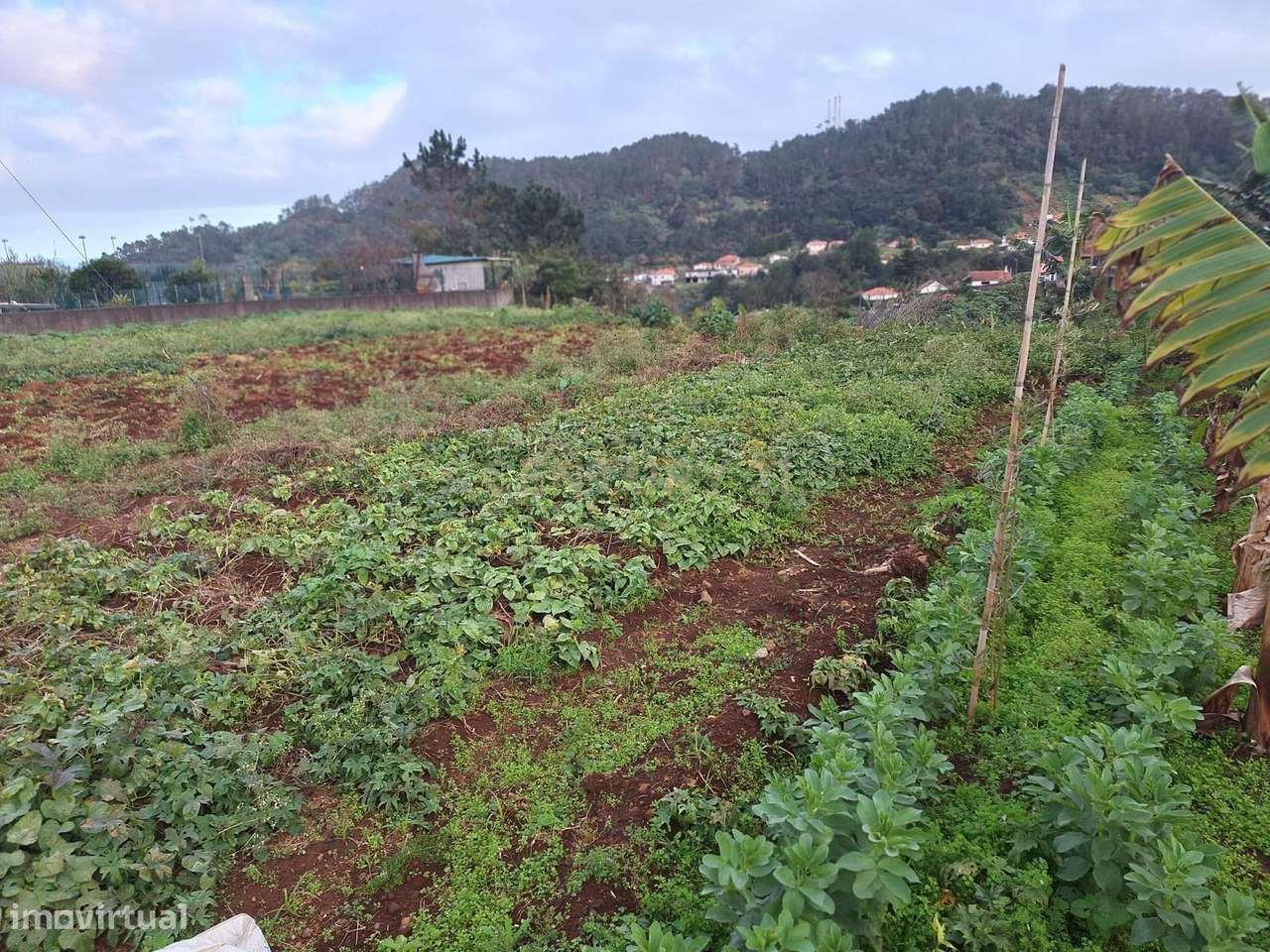 Terreno Urbano em Santana, Madeira – Oportunidade na Ilha da Madeira! - Grande imagem: 5/8
