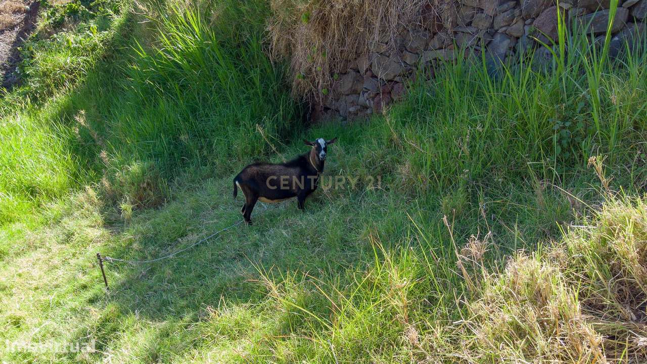 Excelente Terreno Rústico - Machico - Grande imagem: 5/5