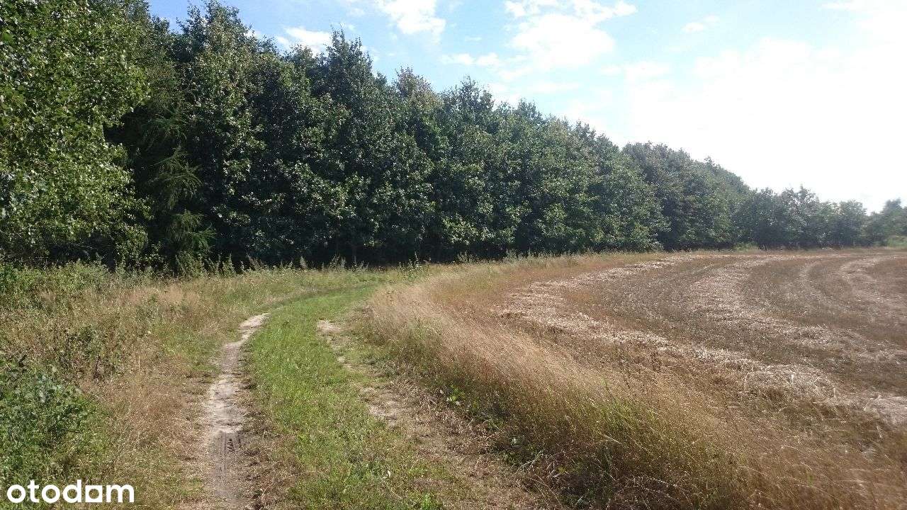 Ładne działki, las, jezioro-Nienawiszcz-PROMOCJA!!-10