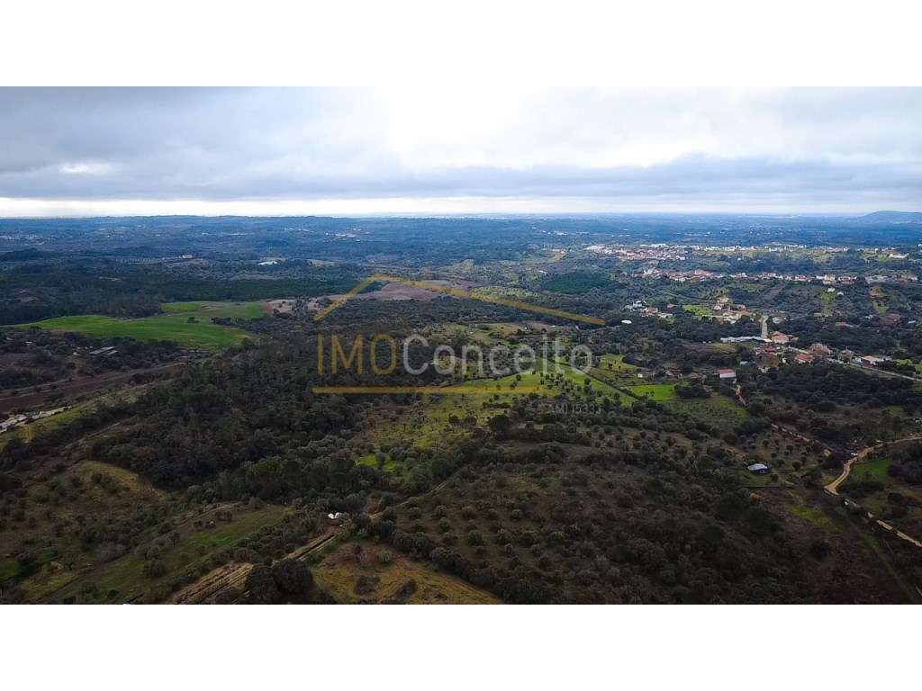 Terreno rústico 1000m2 - Moreiras Grandes (Torres Novas)-5