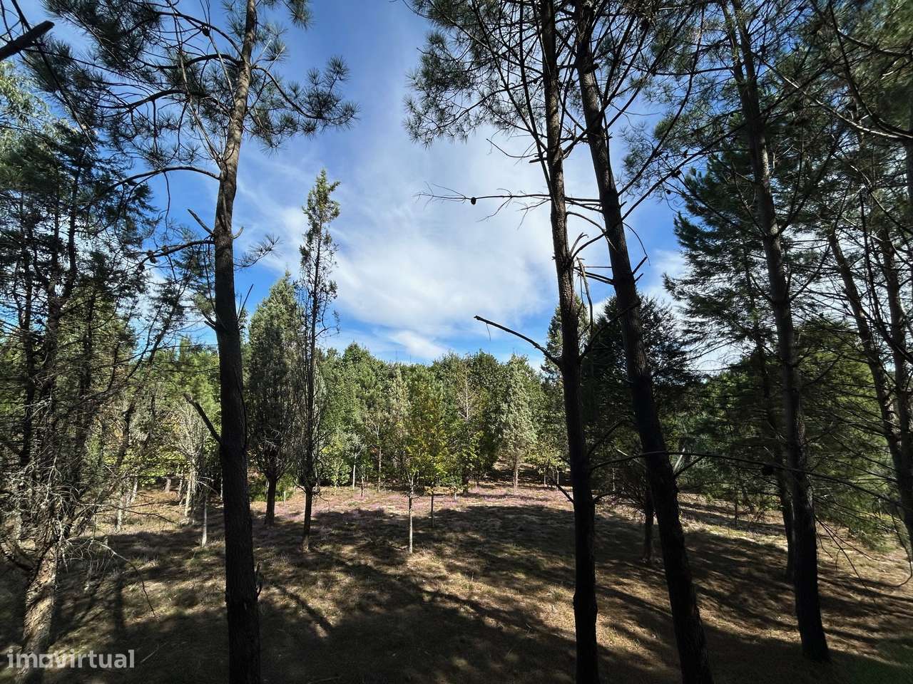 Quinta T6, Viseu, Santa Comba Dão, Santa Comba Dão e Couto do Mosteiro-47