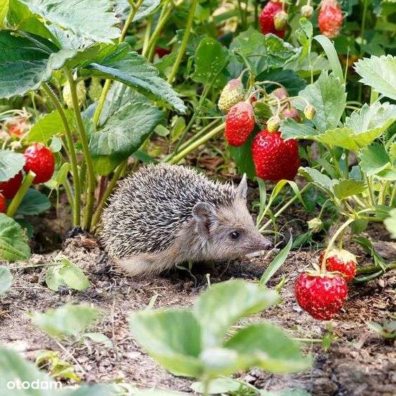 rewelacyjna lokalizacja - Dom pod lasem Magdalenki-2