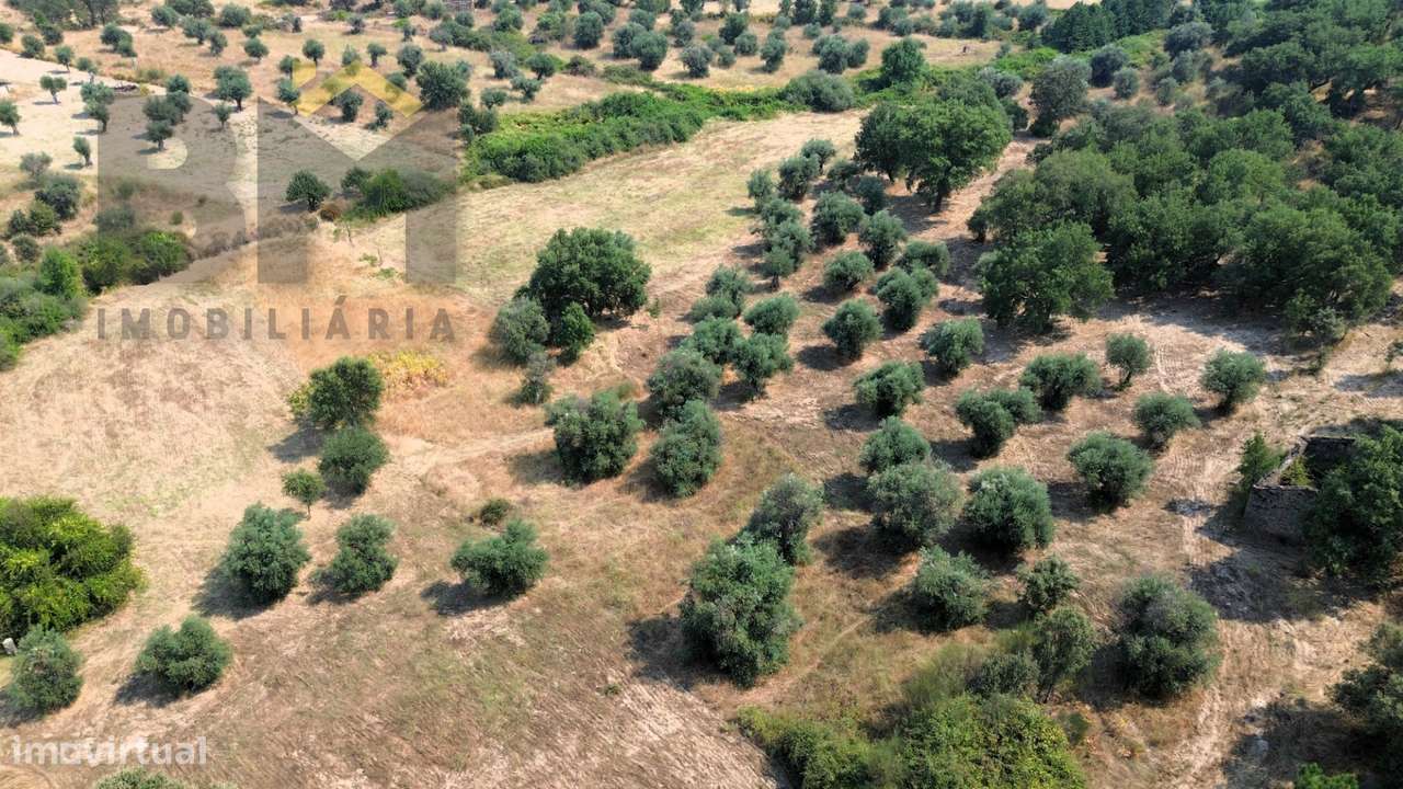 Terreno Rústico  Venda em Salgueiro do Campo,Castelo Branco - Grande imagem: 3/11
