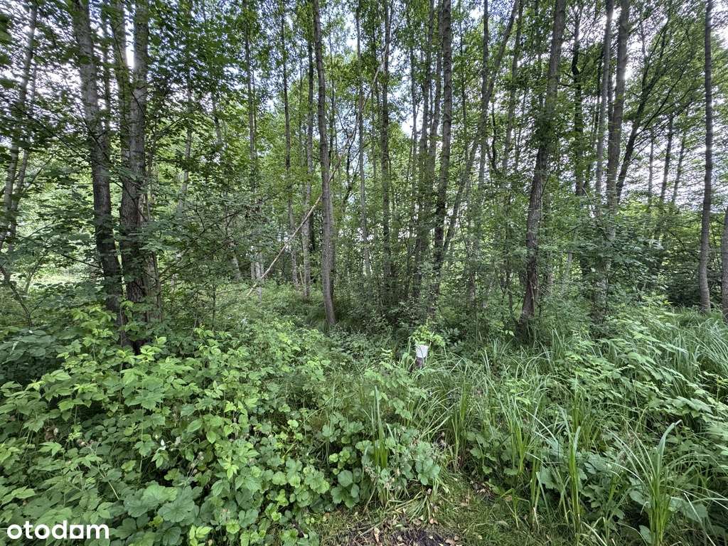 Działka z prywatnym laskiem-5