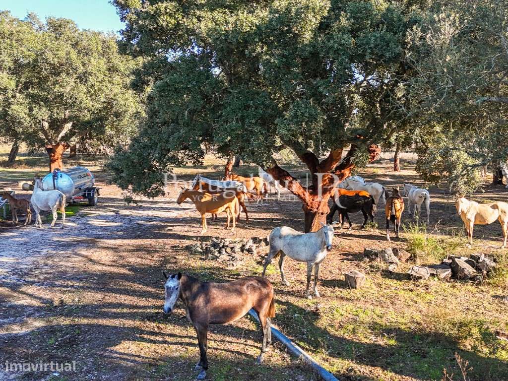 Herdade de 60 hectares para criação bovina e equina perto de Lisboa-41