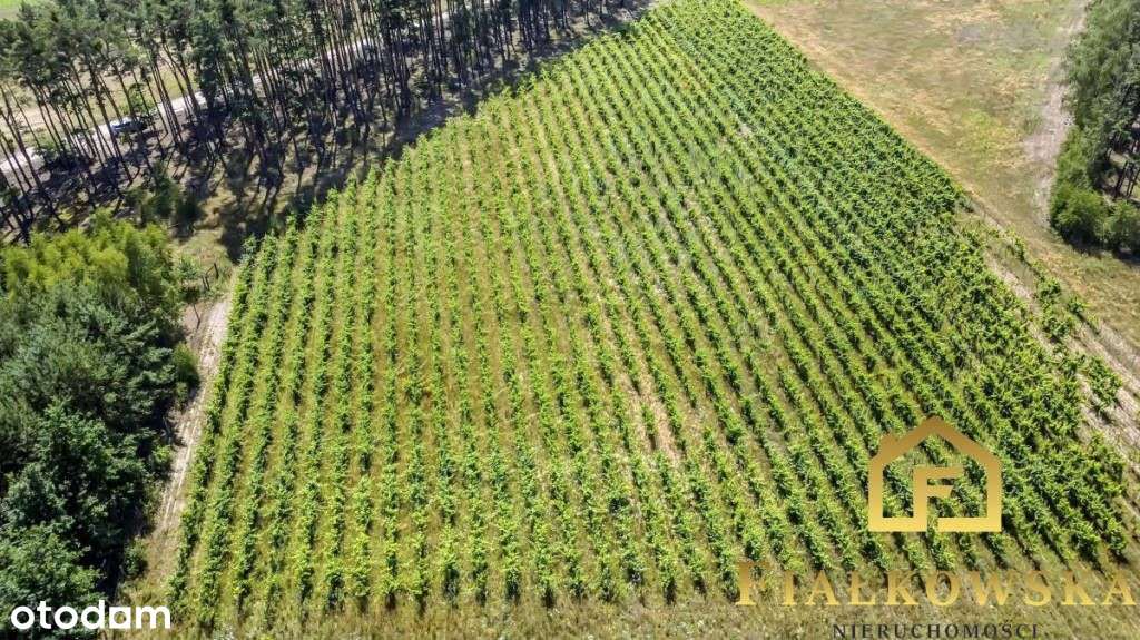 Działka rolna z istniejącą winnicą - Łaz-3