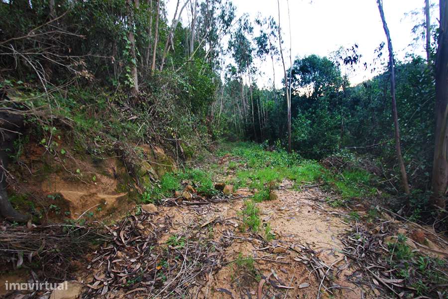 Grande propriedade, com floresta e 2 ruínas, Fraldeu, Óbidos-27