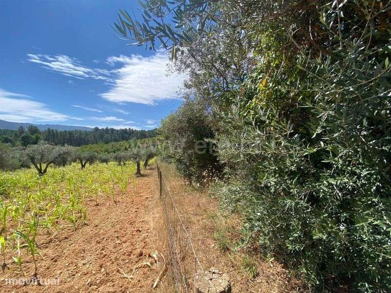 Terreno Rústico / Fundão, Castelejo - Grande imagem: 2/5