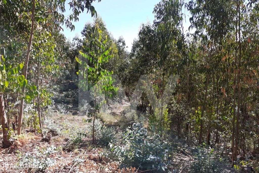 Terreno em Vila Nova de Cerveira com PIP Favorável para Espaço Turísti - Grande imagem: 2/14