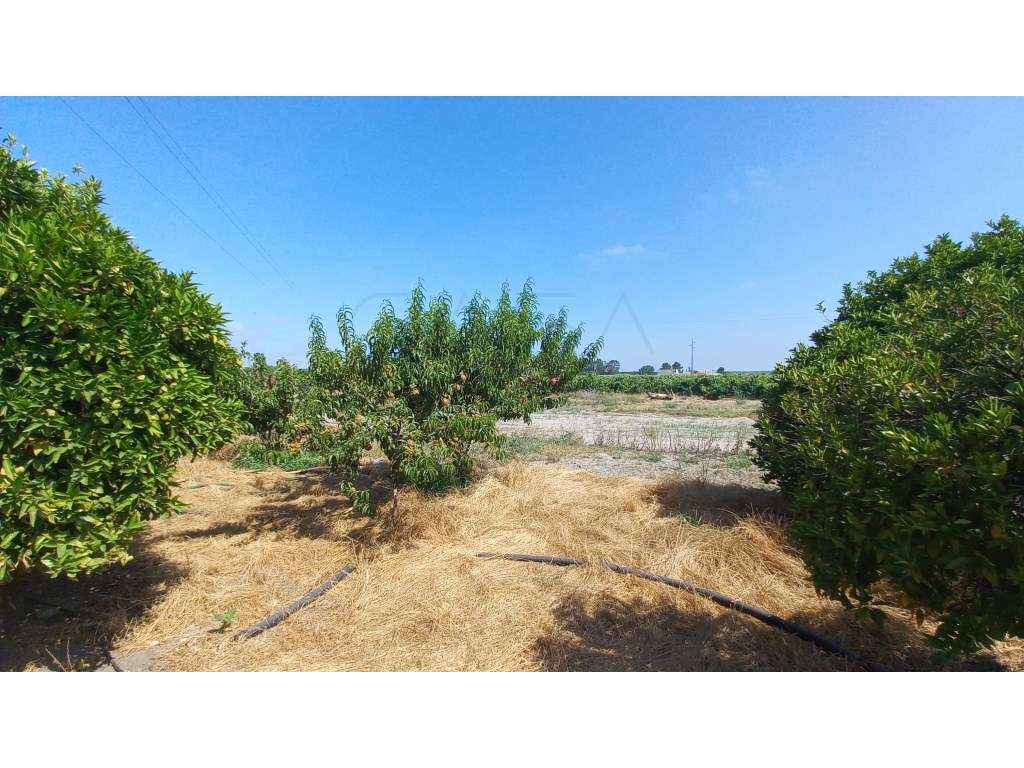 Herdade vinhateira próxima de Setúbal-7