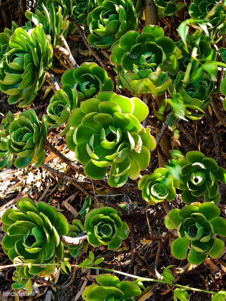 Quinta com muita privacidade, a 11 minutos do centro da Ericeira-43